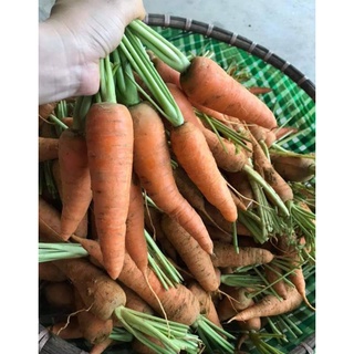 (1kg)CÀ RỐT ĐÀ LẠT
