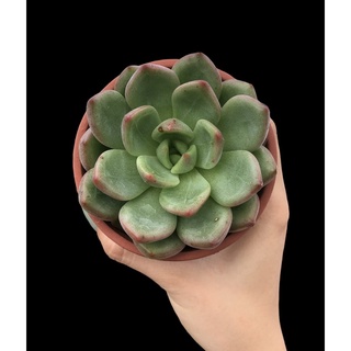 SEN ĐÁ PHA LÊ CHẬU THUẦN 8cm