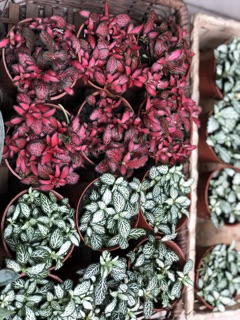 Lá may mắn Fittonia (giống mới)