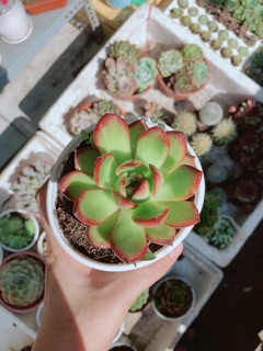 Sen đá size lớn ( được chọn mẫu)