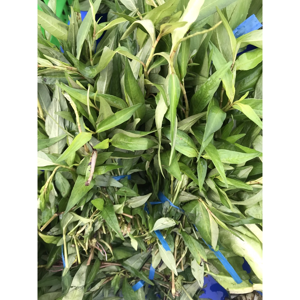 RAU RÂM/ BÓ (GIAO NHANH LONG XUYÊN)