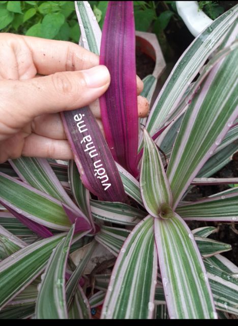 Cây lẻ bạn sọc trắng, thài lài, bảy sắc cầu vòng