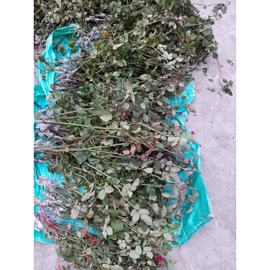 Cành Chiết Tree Hồng Đào cổ (Giống Hoa Hồng) thoát 50-60 - Vattucaygiong