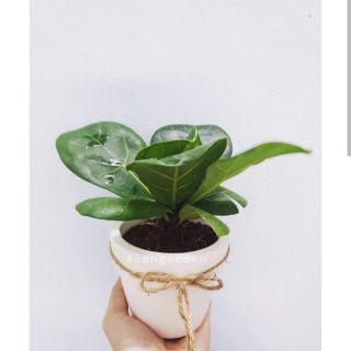 Cây cảnh văn phòng nhỏ