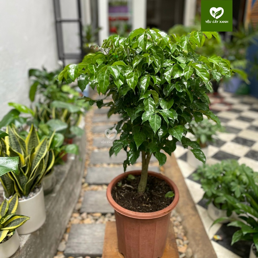 Cây Hạnh Phúc thân gỗ nội thất