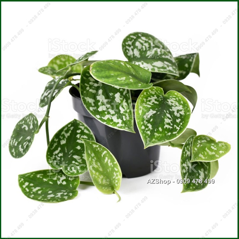 Trầu Bà Lụa Pháp Scindapsus Argyraeus - Giống lá đẹp khá hiếm