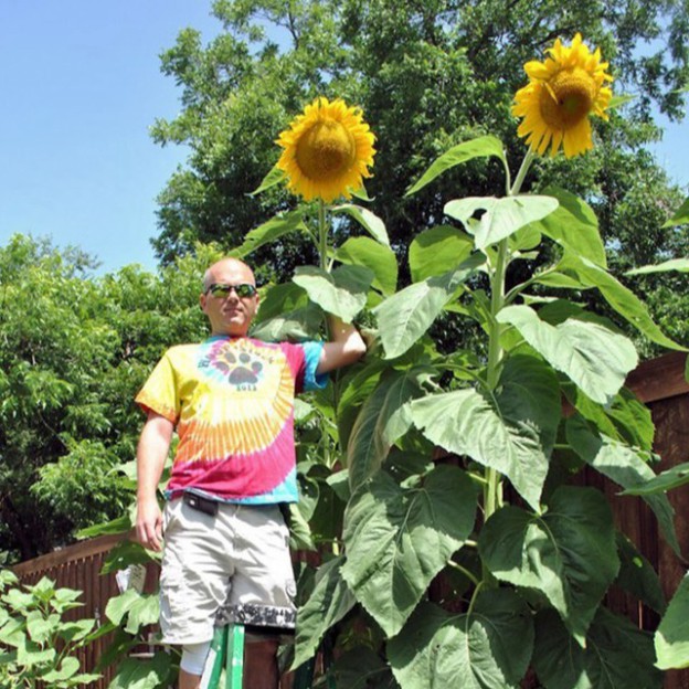 Hạt Giống Hoa Hướng Dương Khổng Lồ (gói 50 hạt, tặng phân)