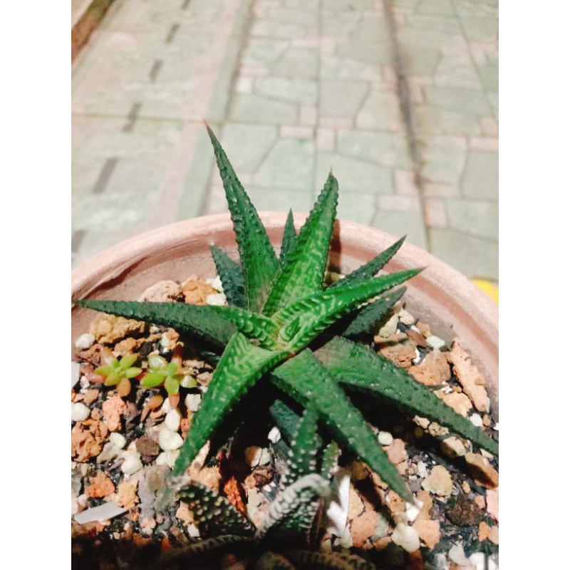 Cây móng rồng xanh