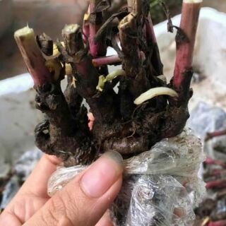 Combo 6 củ mẫu đơn đơn 6 mầu