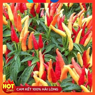 Hạt Giống Ớt Chỉ Thiên Cay nồng thơm ngon ( 30 hạt )
