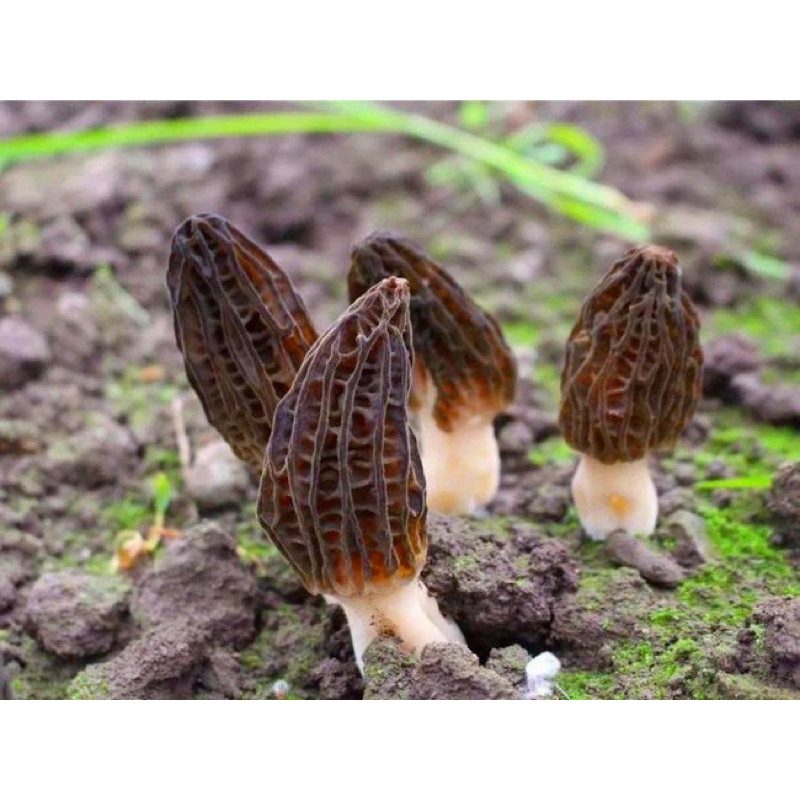 Nấm Bụng Dê loại 1