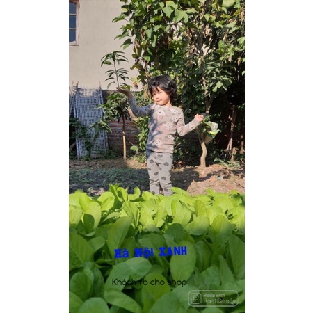 Cải mơ 20gr dễ trồng , tỉ lệ nảy mầm cao, ngon