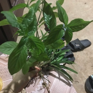 Cây lá cẩm tím /cẩm đỏ sale  105k/20c