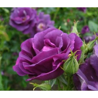 5 Hạt giống hoa Hồng tím