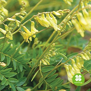 Hoàng kỳ (1kg) - TD142