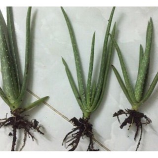 Cây nha đam giống