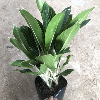 Cây Bạch Mã Hoàng Tử