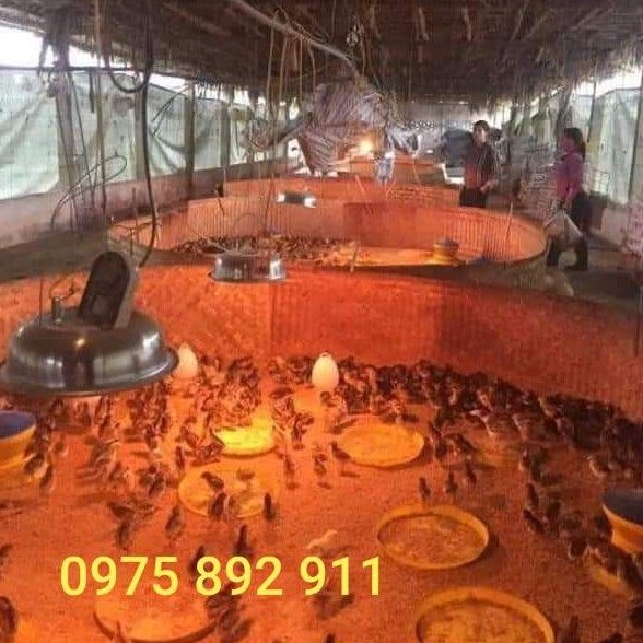 BÓNG ÚM GÀ VỊT - LOẠI BÓNG ÚM CACBON