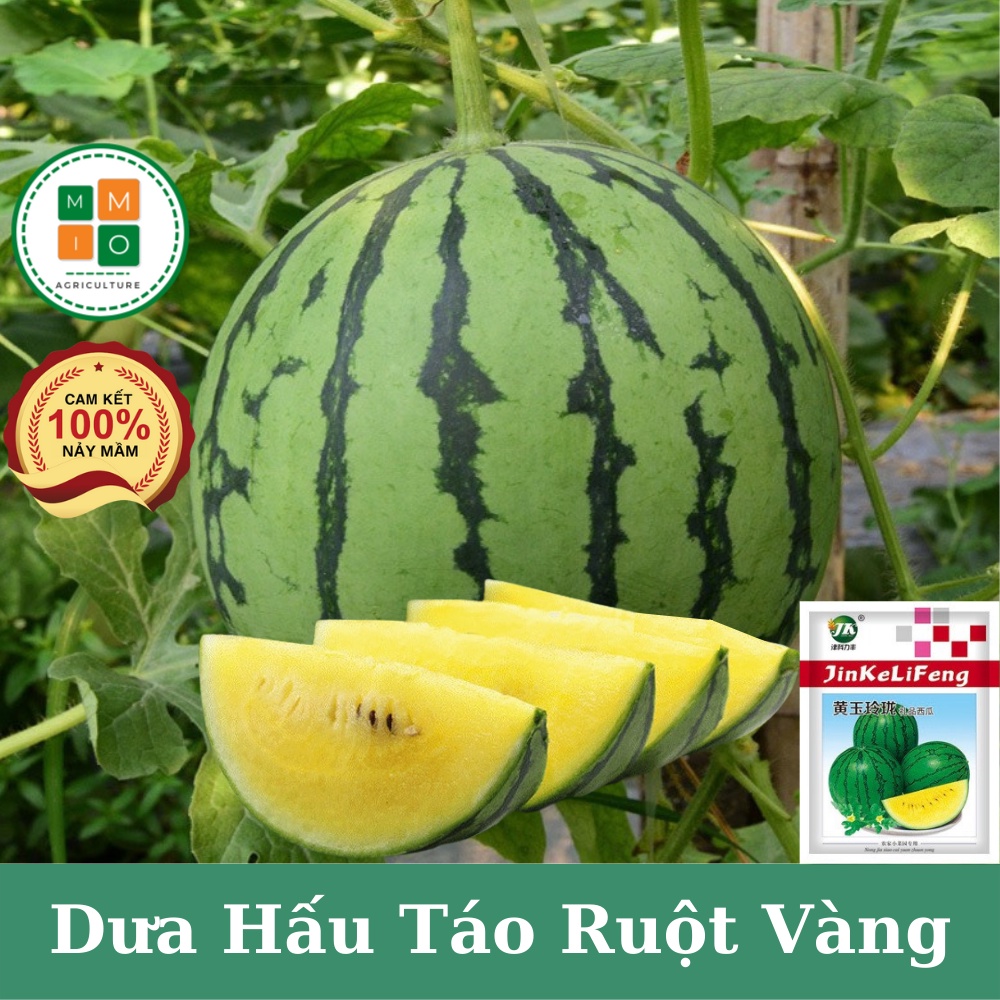 Hạt giống dưa hấu táo ruột vàng