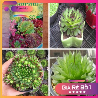 Hạt giống cây sen đá nhiều loại gói 15-20 hạt LUCKY.VN