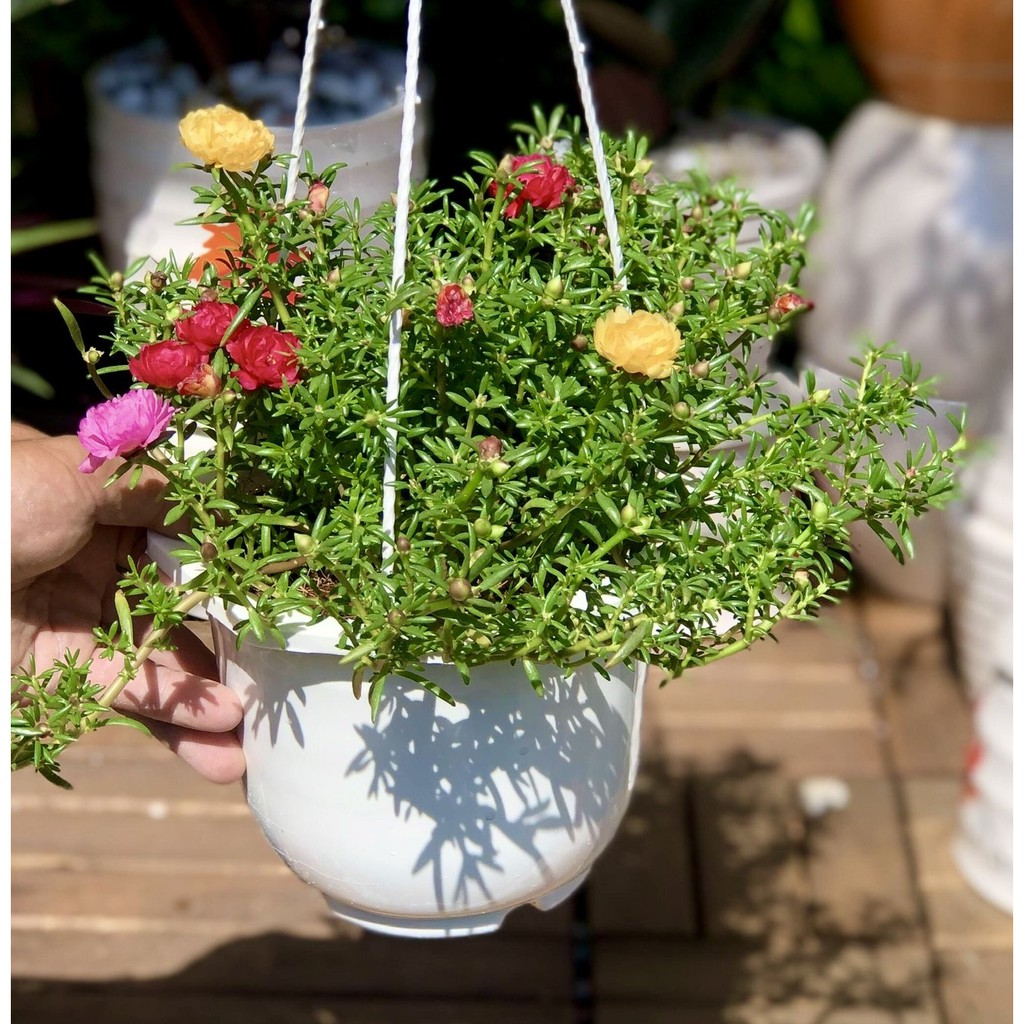 Chậu Treo Cây Hoa Mười Giờ thái mix nhiều màu
