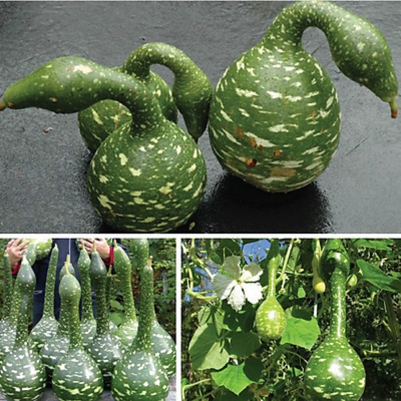 Hạt giống bầu thiên nga cao sản F1