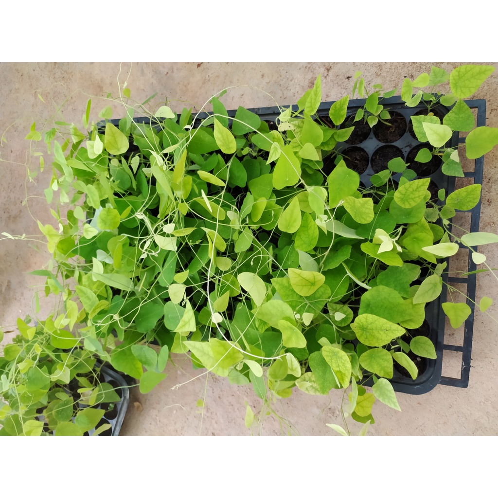 Hạt giống sương sâm lông - rau củ quả trồng chậu,sân vườn ban công ngon giòn ngọt nảy mầm cao 10 hạt RADO406