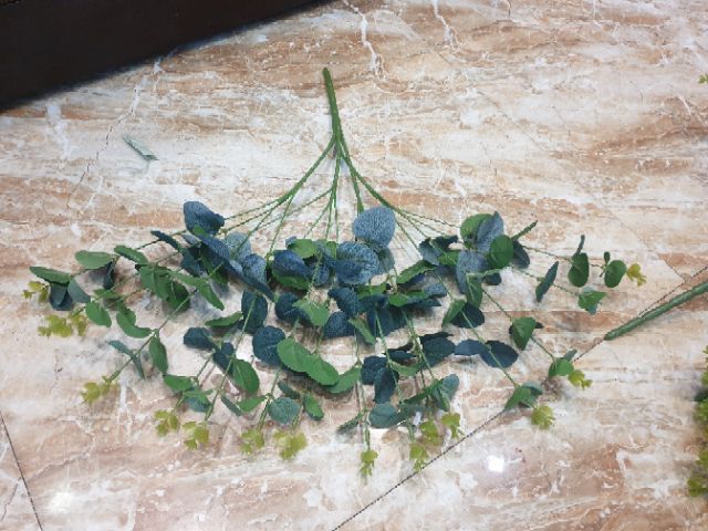 Lá táo mimosa hàng đẹp tươi xanh