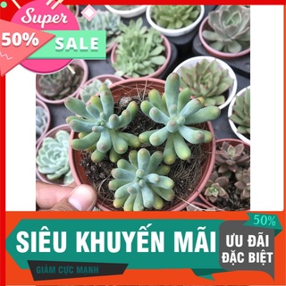 Sen thạch ngọc mỹ trung