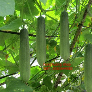 Hạt giống dưa leo lai F1