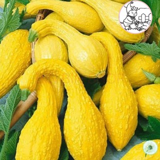 HẠT BÍ THIÊN NGA - GÓI 5 HẠT