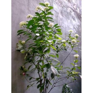 hoa mẫu đơn trắng, đơn ta, hoa rất thơm, gửi đi nguyên bầu  cây lớn đang nụ hoặc sắp nụ