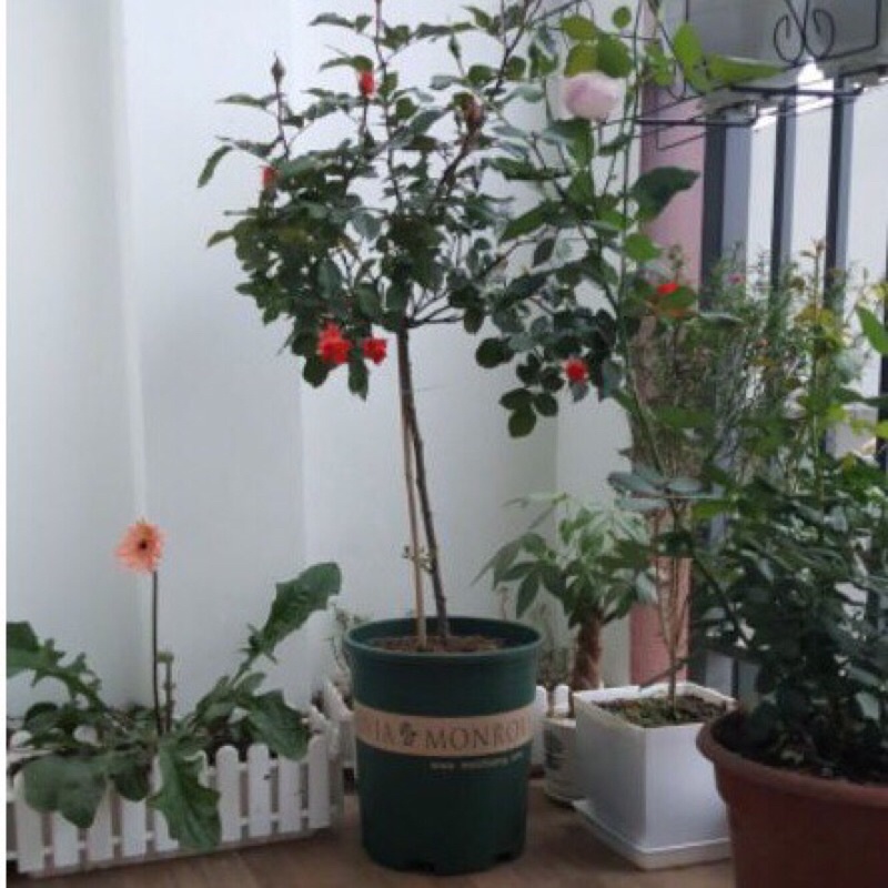 Chậu nhựa Monrovia 5gal màu xanh trồng cây hoa bền tốt