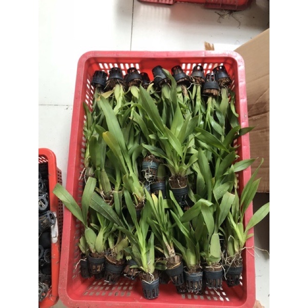 Vũ nữ vàng siêng hoa
