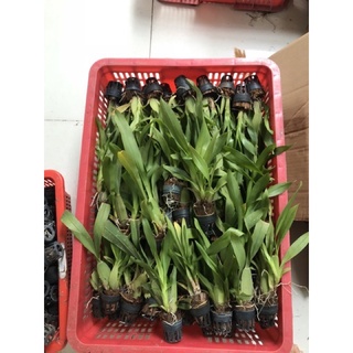 Vũ nữ vàng siêng hoa
