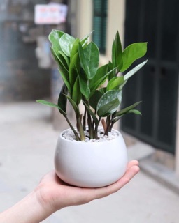 Cây kim tiền mini để bàn