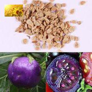 Hạt Giống Cà Chua Tím (30 Hạt)