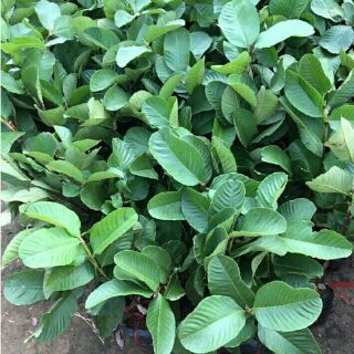 Cây Ổi Rubi Ruby ruột đỏ