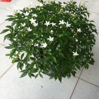 Chậu hoa mai vạn phúc