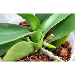 Xơ Dừa Cục Trồng Lan Hiệu Quả Cao
