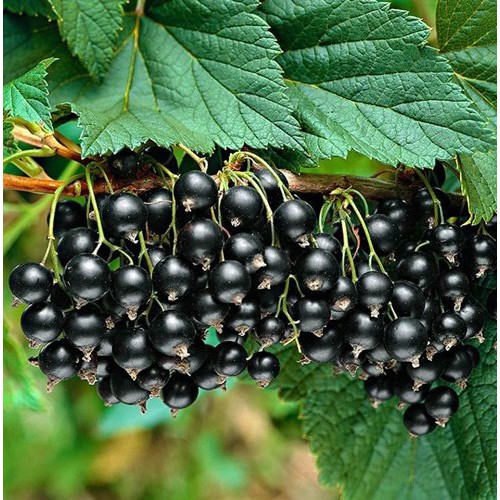 Hat nho Blackcurrant 🔥 Phần Lan 🎈 20 hạt 🎈 trái cây, hương vị ngon