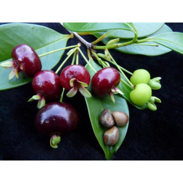 Cây cherry brazil chịu nhiệt