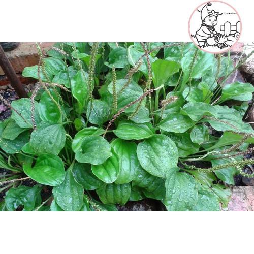 HẠT RAU MÃ ĐỀ - GÓI 2 GRAM