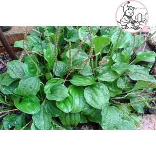 Hạt rau mã đề - gói 2 gram