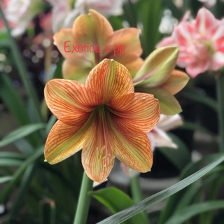 Huệ lai Pancy ( Santo x pp)