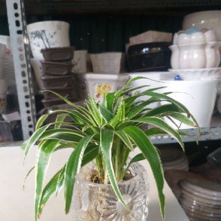 Chậu Lan Chi thủy sinh để bàn