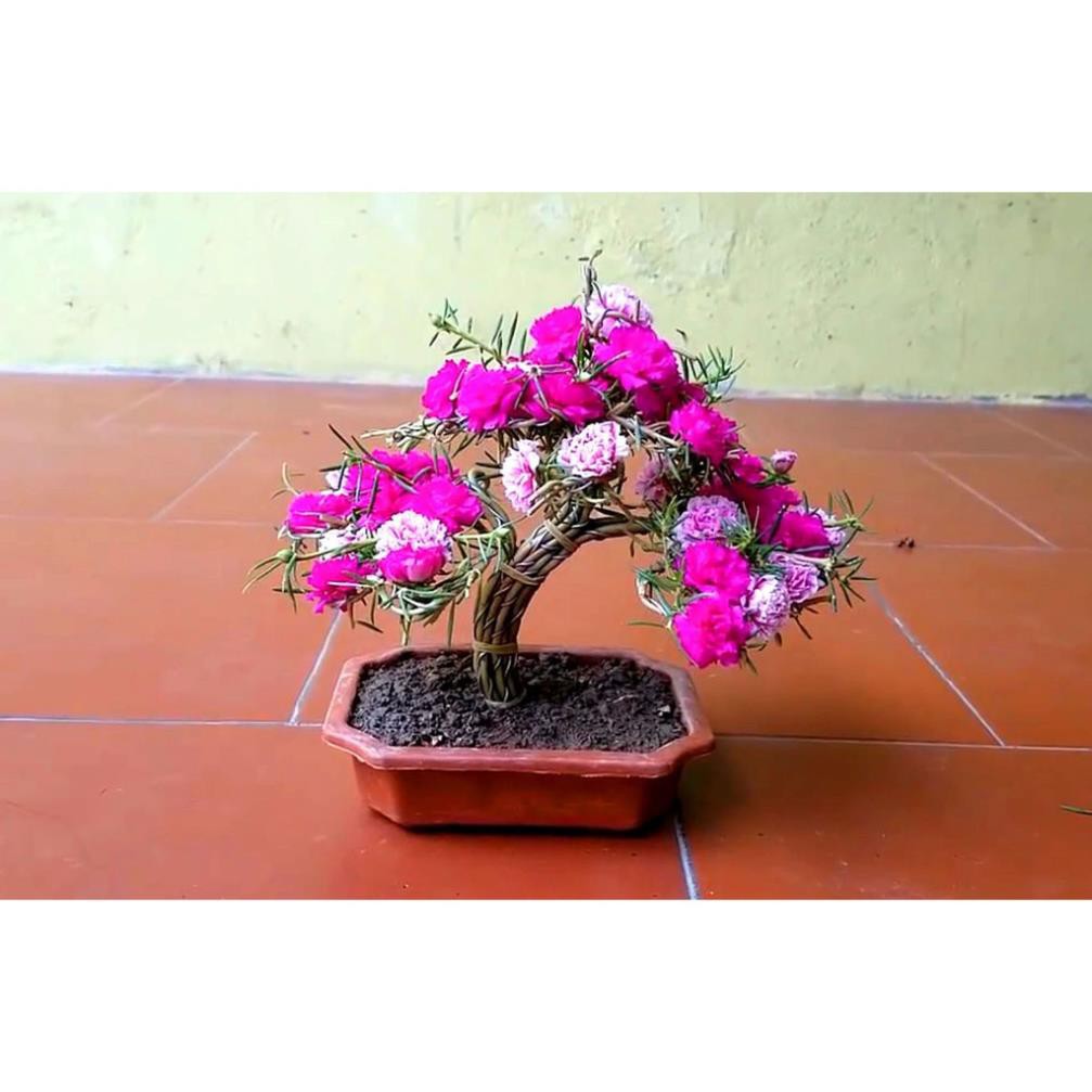 Gói 100 hạt giống hoa mười giờ trồng kiểu bonsai, tặng kích mầm