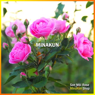 Hoa hồng cổ Son Môi siêu thơm hoa chùm - MinaKun Shop