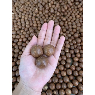Hạt dinh dưỡng Macca Daklak