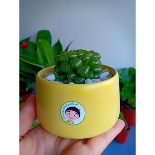 Cây cảnh mini để bàn:Cây Sen Ngọc